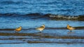 Two males and female Bar-tailed Godwits or Limosa lapponica walk at seashore, portrait, selective focus, shallow DOF