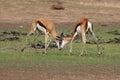 The two males of springbok Antidorcas marsupialis are fighting for the female in background in the dried riverbed in the desert Royalty Free Stock Photo