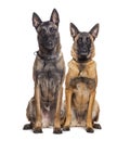 Two Malinois dogs together, looking at the camera.