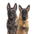 Two Malinois dogs together, looking at the camera