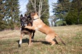 Two malinois in portrait.