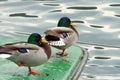 Two mallard duck