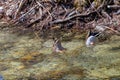 Two mallard duck diving in river