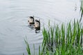 Two mallard duck drakes diving for food at bottom of pond. Team work, ducks in cooperation