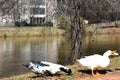 Two Mallard Duck relaxing and enjoying on a sunny day