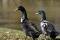 Two Mallard Duck relaxing and enjoying on a sunny day