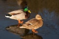 Two mallard duck standing on ice Royalty Free Stock Photo