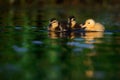 Two Mallard Ducklings with One Domestic Duckling On Water