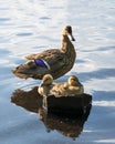 Two mallard ducklings sitting on rock in water with mom looking over them Royalty Free Stock Photo