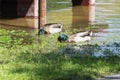 Two Mallard Ducks feeding on submerged grass