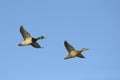 Two mallard ducks in flight Royalty Free Stock Photo