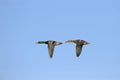 Two mallard ducks in flight Royalty Free Stock Photo