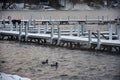 Two Mallard Ducks Floating in a Cold Lake with Snow on Piers Royalty Free Stock Photo