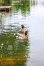 Two mallard ducks floating on a pond at summer time Royalty Free Stock Photo