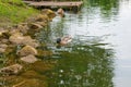 Two mallard ducks floating on a pond at summer time. Royalty Free Stock Photo