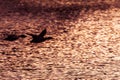 Two mallard ducks flying above lake at the sunset Royalty Free Stock Photo