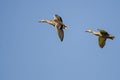 Two Mallard Ducks Flying in Blue Sky Royalty Free Stock Photo