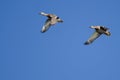 Two Mallard Ducks Flying in a Blue Sky Royalty Free Stock Photo