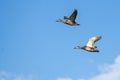 Two Mallard Ducks Flying in a Blue Sky Royalty Free Stock Photo