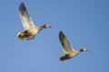 Two Mallard Ducks Flying in a Blue Sky Royalty Free Stock Photo