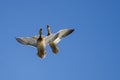 Two Mallard Ducks Flying in a Blue Sky Royalty Free Stock Photo