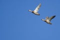 Two Mallard Ducks Flying in a Blue Sky Royalty Free Stock Photo