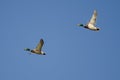 Two Mallard Ducks Flying in a Blue Sky Royalty Free Stock Photo