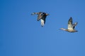 Two Mallard Ducks Flying in a Blue Sky Royalty Free Stock Photo