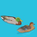 Two Mallard Ducks