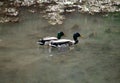 Two mallard ducks on the lake. Duck swims on the river water. Birds in wildlife. Migratory birds return to the pond. Sunny day Royalty Free Stock Photo