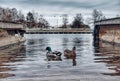 Two mallard ducks in lake at harbor Royalty Free Stock Photo