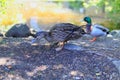 Two mallard ducks outdoors in the park near the pond under sunbeams Royalty Free Stock Photo