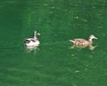 Two mallard ducks in a pond Royalty Free Stock Photo