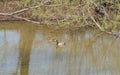 Two mallard ducks on a pond. Royalty Free Stock Photo