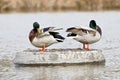 Two mallard ducks preen their feathers on the drain of a pond Royalty Free Stock Photo