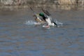 Two Mallard Ducks reaching out to land in the water Royalty Free Stock Photo