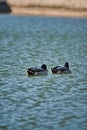 Two mallard ducks swim peacefully in a tranquil river