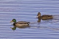 Two mallard ducks swimming calmly over the water at sunset Royalty Free Stock Photo