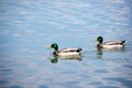 Two Mallard Ducks swimming on lake Royalty Free Stock Photo