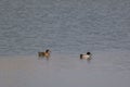 Two Mallard Ducks swimming peacefully on the calm surface of a lake. Royalty Free Stock Photo