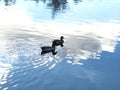 Two mallard ducks swimming in the pond in Gozo, Maltese Islands, Malta Royalty Free Stock Photo