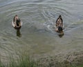 Two Mallard Ducks Swimming in Pond Royalty Free Stock Photo