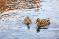 Two female mallard ducks swimming on the pond water Royalty Free Stock Photo