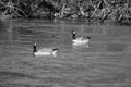 Two Mallard Ducks Swimming in the Roanoke River Royalty Free Stock Photo