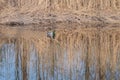 Two mallard ducks swimming in the water with reflection of dry reeds Royalty Free Stock Photo