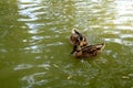 Two mallard ducks in a tranquil body of water.