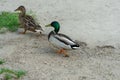 Two mallard ducks walk on the river bank. Bright beautiful male and female. Royalty Free Stock Photo