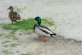 Two mallard ducks walk on the river bank. Bright beautiful male and female. Royalty Free Stock Photo