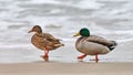 Two mallard ducks walking near sea water, breakup concept Royalty Free Stock Photo