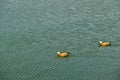 Two mallard ducks on a water in dark pond with floating autumn or fall leaves, top view. Beautiful fall nature background Royalty Free Stock Photo